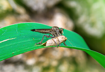 Asilinae or robber flies or killer flies. focus on animals