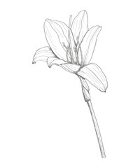 One lily flower. Blooming natural plant. Graphic botanical element hand drawn.