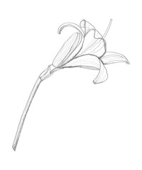 Blooming lily. Daylily bud. Vector botanical illustration element. Hand sketch in ink.