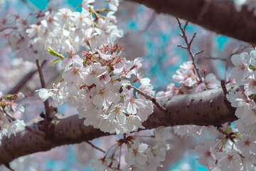 Cherry blossom in full bloom with blue sky