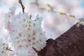 Cherry blossom in full bloom with blue sky