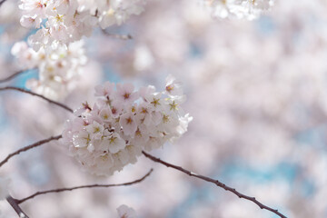 Cherry blossom in full bloom with blue sky