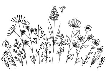Different wildflowers and herbs with hummingbird bird. .Sketch. Doodle style © barberry