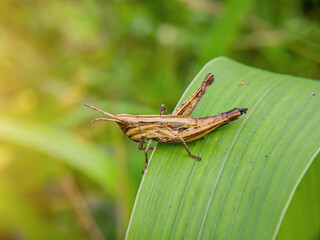 Dichromorpha viridis Or Caelifera or grasshoppers or green Grasshopper on a green leaf. Focus on animal.