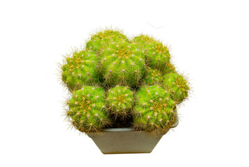 Beautiful cactus isolated on png background
