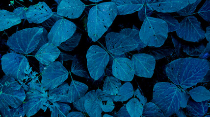 blue foliage background in nature. dark blue . tropical nature leaves background.  focus on leaf