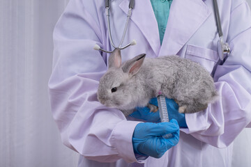 Close up of veterinarian doctor with syringe making vaccine injection to rabits at vet clinic. - 615692464
