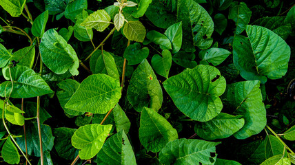 green foliage background in nature. dark green. tropical nature leaves background. focus on leaf