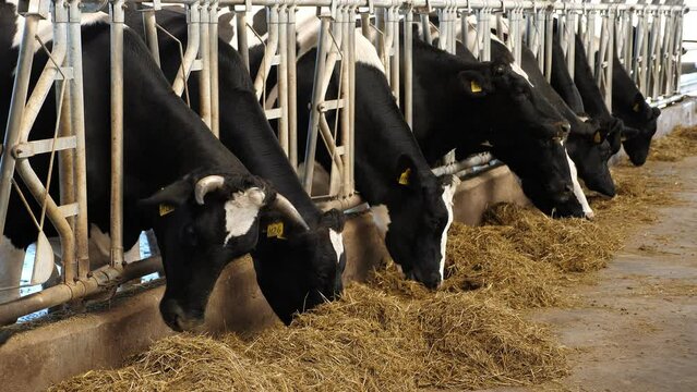 A large hangar with cows that eat hay standing in a row in a stall. Modern dairy farm. Cows on a dairy farm. 