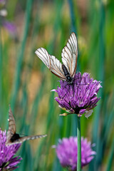 A butterfly collects nectar on a green onion flower on a summer day