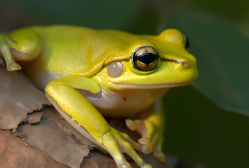 green frog portrait