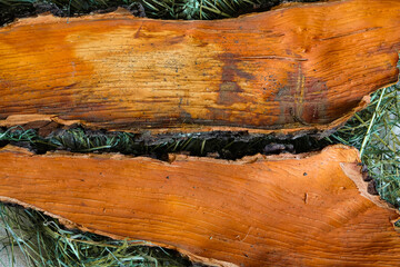 The inner surface of oak bark. Orange color. Mockup. Green hay. Top View. Copy space.