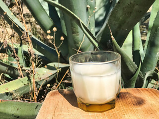 Authentic Mexican drink, pulque, made from the maguey plant