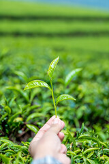 Fototapeta na wymiar picking tip of green tea leaf by human hand on tea plantation hill during early morning.