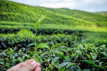 picking tip of green tea leaf by human hand on tea plantation hill during early morning.
