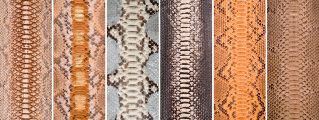 Natural snake skin in various color, luxury clothing accessories suitable for photo collage, website header banner