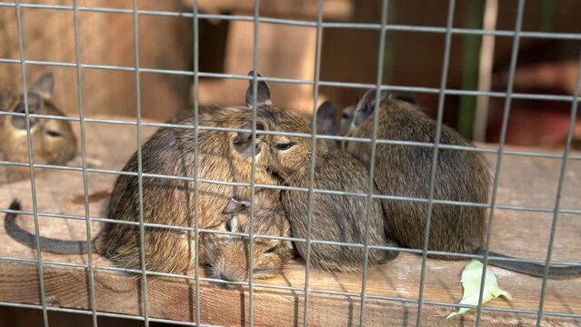 Group of cute decorative common degu lie on top of each other. Home animals octodon degus rest in cage close up. Many degus resting in the lights of a sun at the zoo on a sunny day. Small rodents pets
