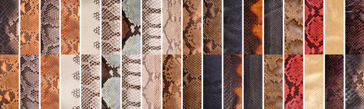 Natural snake skin in various color, luxury clothing accessories suitable for photo collage, website header banner