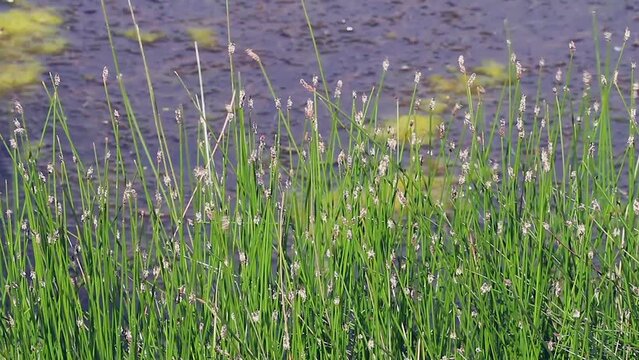 Bright green marsh spike-rush plants grow on edge of wetland pond