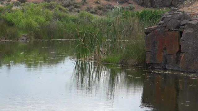 Pond grasses blow in breeze, reflected in the calm water surface
