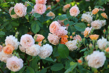 Beautiful apricot coloured english climbing roses with a romantic look in the summer perennial...