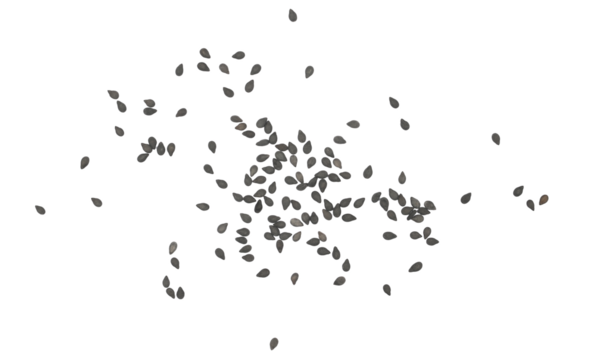 Black organic sesame seeds isolated on white, top view