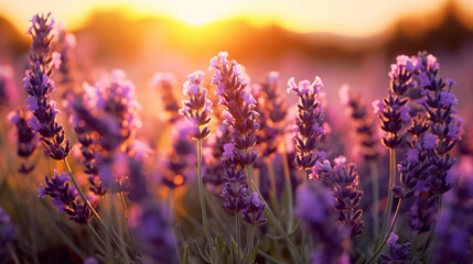 Fototapeta na wymiar Lavender flowers at sunse