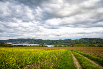 Fototapeta na wymiar A meadow with a dirt path against the backdrop of river Rhine and villages in the hills