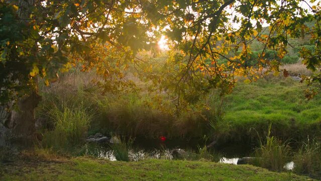 The sun flaring through trees with a small stream at susnet
