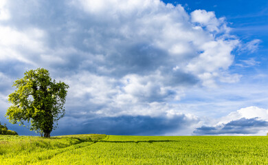 A lone tree stands on top of hill against a cloudy sky in sunlight