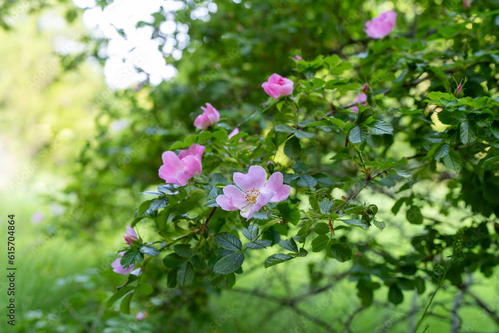 Wall mural Rosa rubiginosa (sweet briar, sweetbriar rose, sweet brier or eglantine). Pink wild rose flowers.