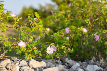 Obraz premium Rosa rubiginosa (sweet briar, sweetbriar rose, sweet brier or eglantine). Pink wild rose flowers.