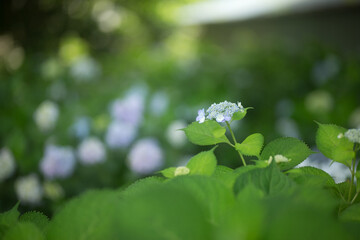 淡いブルーの紫陽花
