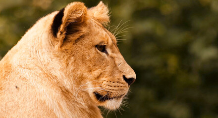 Close-up of a beautiful lion's head