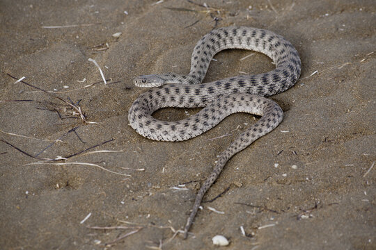 Dice snake (Natrix tessellata) on the river of Caspian sea