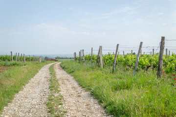 Fototapeta na wymiar The grape gardens. Cultivation of wine grapes in Serbia.