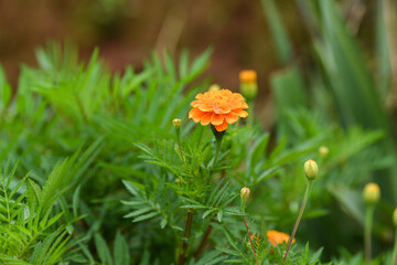 Closeup of a little yellow flower of signet marigold,Tagetes tenuifolia bloom