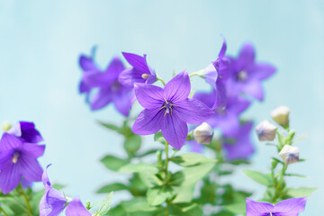 Fototapeta na wymiar 紫色のキキョウの花｜ブルー背景