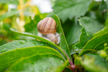 The grape gardens. Cultivation of wine grapes in Serbia. Small garden snail. Macro of small garden snail on green leaves.
