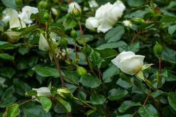 White roses on the fence