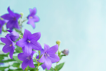 紫色のキキョウの花｜ブルー背景