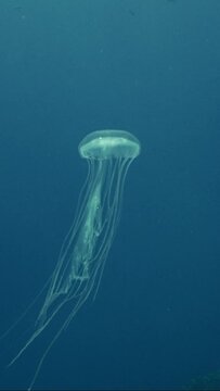 Vertical video, Mauve Stinger Jellyfish swims of blue water. Mauve Stinger, Night-lightx Jellyfish, Phosphorescent jelly or Purple people eater (Pelagia noctiluca) floating on blue water