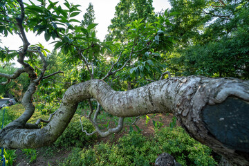 Outdoor city garden landscape street view