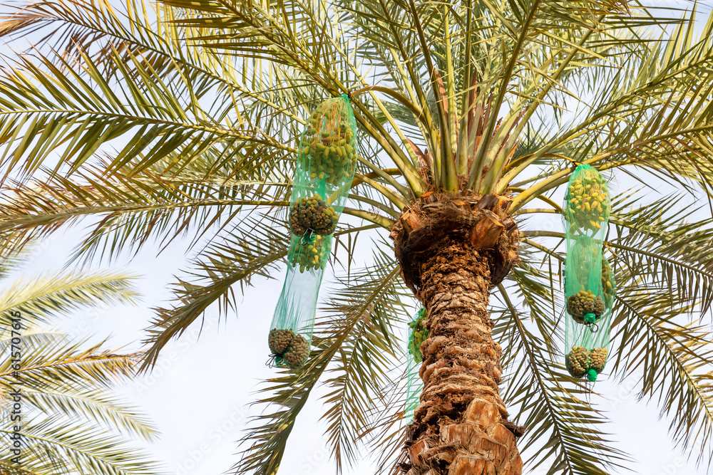 Wall mural Delicious unripe dates on a palm tree in Dubai