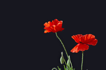Red poppy flower on black background. Symbol of Remembrance Day or Armistice Day, November 11. Memorial Day, May 30 concept. Day of Remembrance, May 8, Ukraine symbolism