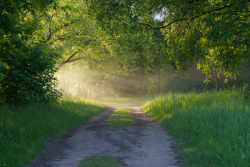 Forest road in the rays of the morning sun shining through the fog