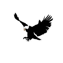 Eagle in thesky. Eagle in thsky silhouette. Black and white eagle illustration.