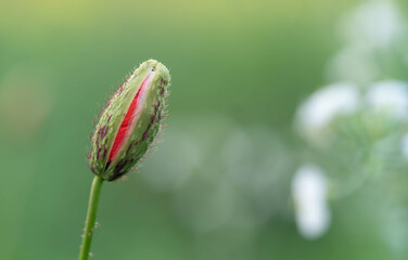 A half-opened poppy bud on blurry green background