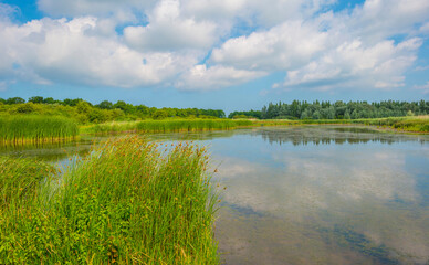 Reed along the edge of a lake in bright sunlight in spring, Almere, Flevoland, The Netherlands, June, 2023 no people, outd