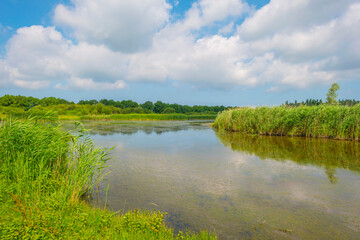 Reed along the edge of a lake in bright sunlight in spring, Almere, Flevoland, The Netherlands, June, 2023
no people, outd